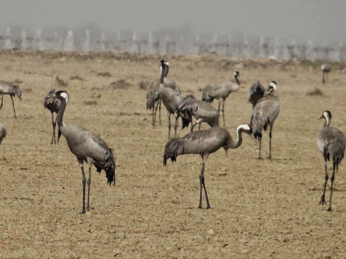 Banni kutch