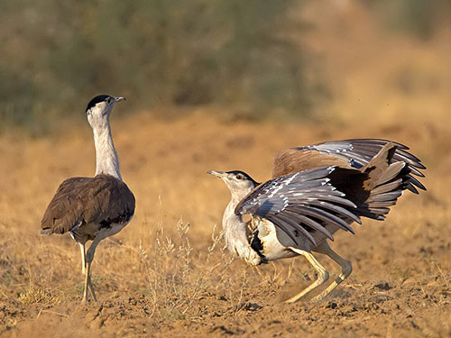 Great Indian Bustard Sanctuary