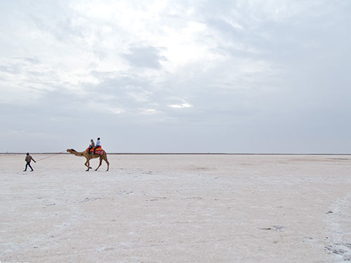 white rann